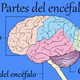 Imagen: partes del cerebro. Fotografía cedida en la entrevista.